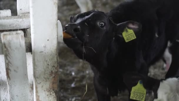 Piccoli Tori Nella Fattoria Carni Bovine — Video Stock