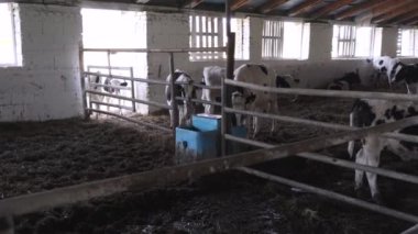 Çiftlikteki küçük boğalar. Çiftlikteki boğalar su içer.