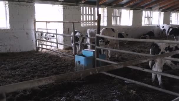 Malí Býci Farmě Býci Farmě Pijí Vodu — Stock video