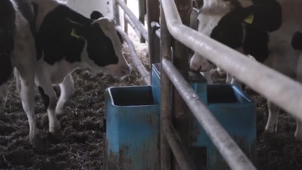 Małe Byki Farmie Byki Farmie Piją Wodę — Wideo stockowe