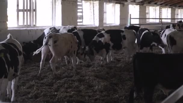 Kleine Bullen Auf Dem Hof Bullen Auf Dem Bauernhof Kämpfen — Stockvideo