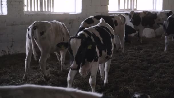 农场里的小公牛 农场里的公牛打斗玩耍 — 图库视频影像