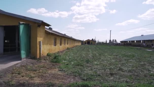 Παλιά Θέα Στη Φάρμα Έξω Εκμετάλλευση Ταύρων — Αρχείο Βίντεο