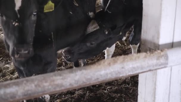 Μικροί Ταύροι Στη Φάρμα Εκμετάλλευση Βοείου Κρέατος — Αρχείο Βίντεο