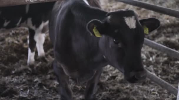 Kleine Bullen Auf Dem Hof Rinderfarm — Stockvideo