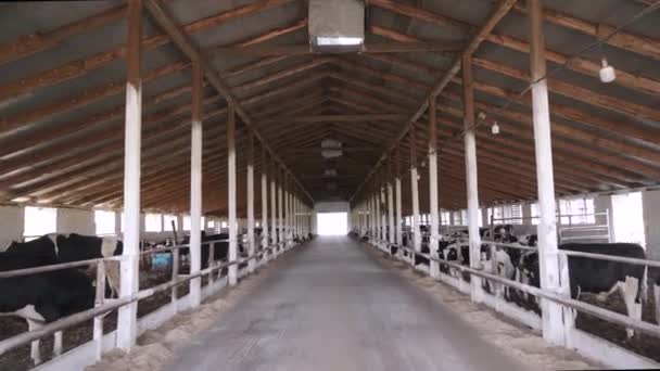 Oude Boerderij Uitzicht Binnen Stierenboerderij — Stockvideo
