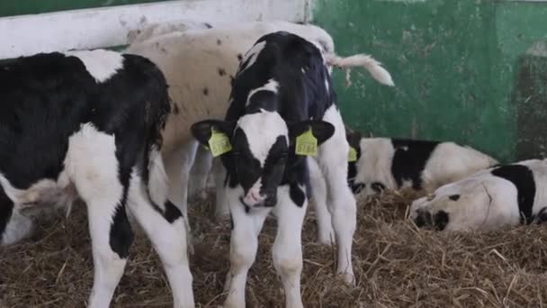 農場の小さな雄牛 牛肉農場 — ストック動画