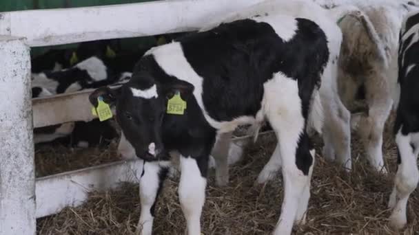 農場の小さな雄牛 牛肉農場 — ストック動画