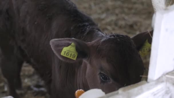 农场里的小公牛 牛肉养殖场 — 图库视频影像