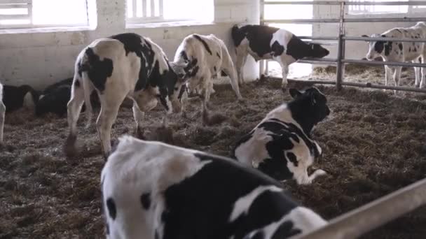農場の小さな雄牛 農場での戦いと遊び — ストック動画