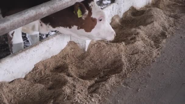 农场里的公牛在吃东西 牛肉养殖场 — 图库视频影像