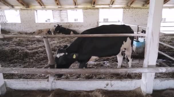 農場の大きな雄牛 牛肉農場 — ストック動画
