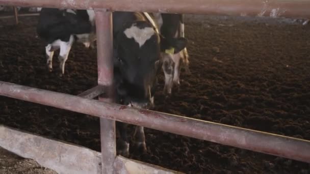 农场里的大公牛 牛肉养殖场 — 图库视频影像
