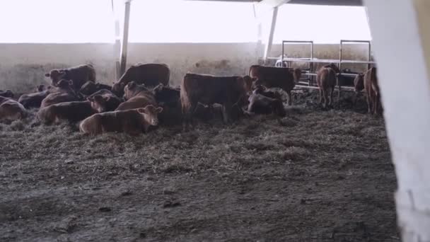 Große Bullen Auf Dem Hof Rinderfarm — Stockvideo