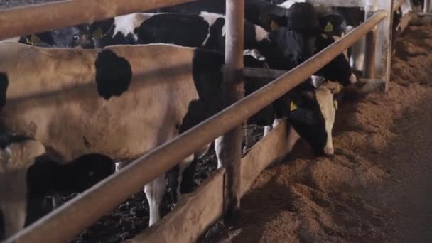 Wielkie Byki Farmie Gospodarstwo Wołowe — Wideo stockowe