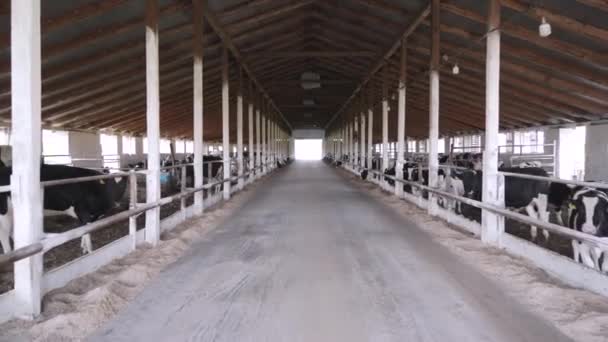 内部の古い農場の眺め 牛飼育場 — ストック動画