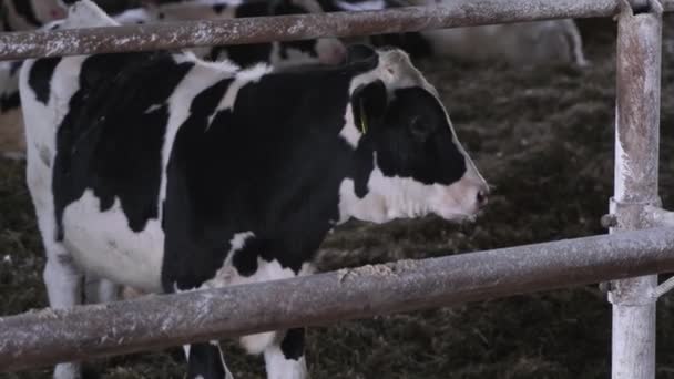 农场里的小公牛 牛肉养殖场 — 图库视频影像
