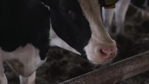 Big Bulls Farm Beef Farm — Stock Video