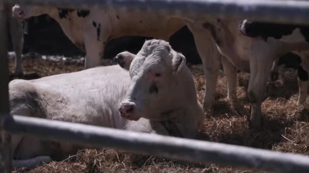 Große Bullen Auf Dem Hof Rinderfarm — Stockvideo