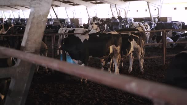 Big Bulls Farm Beef Farm Video Clip
