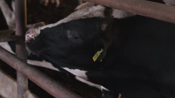 農場の大きな雄牛 牛肉農場 — ストック動画