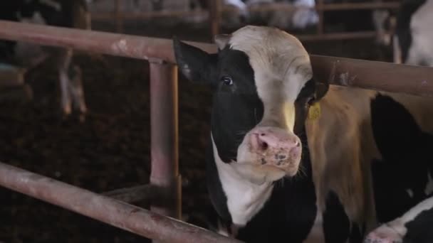 Μεγάλοι Ταύροι Στη Φάρμα Εκμετάλλευση Βοείου Κρέατος — Αρχείο Βίντεο