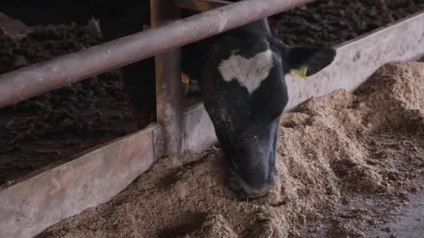 Wielkie Byki Farmie Jedzą Paszę Gospodarstwo Wołowe — Wideo stockowe