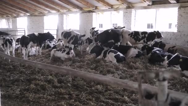 Μεγάλοι Ταύροι Στη Φάρμα Εκμετάλλευση Βοείου Κρέατος — Αρχείο Βίντεο