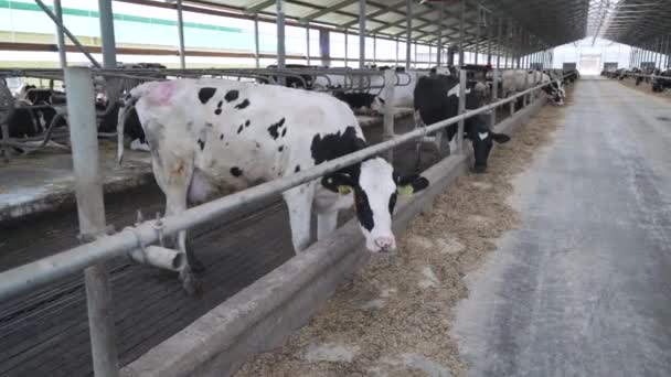 Grange Agricole Moderne Avec Vaches Laitières Mangeant Foin Vaches Nourrissant — Video