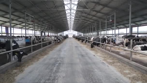 Μοντέρνος Αχυρώνας Αγελάδες Που Αρμέγουν Σανό Αγελάδες Που Τρέφονται Γαλακτοκομικά — Αρχείο Βίντεο