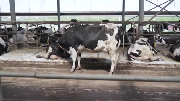 Moderní Farmářská Stodola Dojnými Krávami Pojídajícími Seno Krávy Krmící Farmě — Stock video