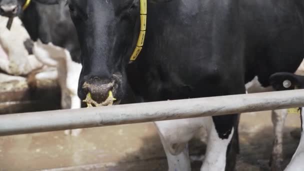 Modern Farm Barn Milking Cows Eating Hay Cows Feeding Dairy — Stock Video
