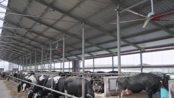Celeiro Moderno Com Vacas Leiteiras Comendo Feno Vacas Que Alimentam — Vídeo de Stock
