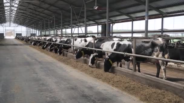 现代农场谷仓 奶牛挤奶吃干草 奶牛在奶牛场喂奶 牛棚里的奶牛 牛犊在农场里觅食 农场里的牲畜 农业工业 — 图库视频影像