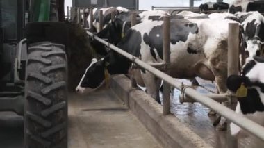 Samanları sağan ineklerin olduğu modern çiftlik ahırı. Süt çiftliğinde beslenen inekler. İnek ahırında inekler. Çiftlikte beslenen buzağı. Çiftlikteki çiftlik hayvanları. Tarım endüstrisi.