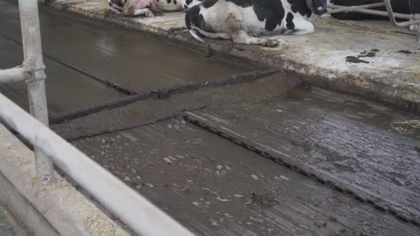 农场的自动粪肥收集器 — 图库视频影像