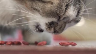 Yakışıklı kedi sokakta kuru yiyecekler yiyor. Evsiz, aç kedi yavrusu dışarıda kuru fırın yiyor..