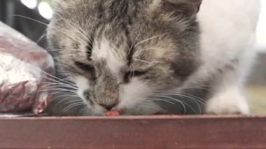 Yakışıklı kedi sokakta kuru yiyecekler yiyor. Evsiz, aç kedi yavrusu dışarıda kuru fırın yiyor..