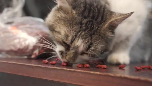 Przystojny Kot Zjada Suche Jedzenie Ulicy Młody Bezdomny Głodny Kotek — Wideo stockowe