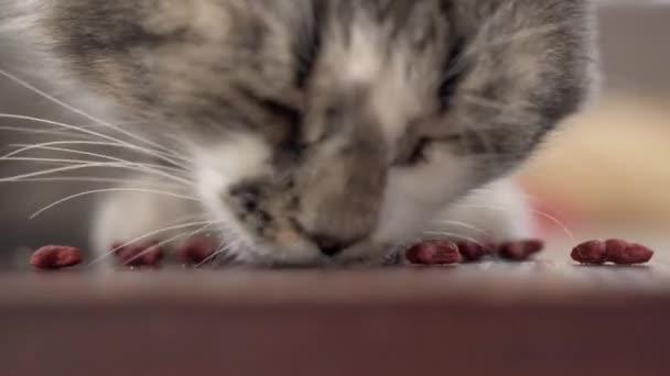 Hübsche Katze Frisst Trockenfutter Auf Der Straße Junge Obdachlose Hungrige — Stockvideo