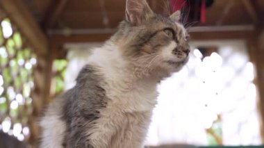 Yakışıklı kedi sokakta yemek yiyor. Evsiz, aç kedi yavrusu dışarıda kuru fırın yiyor..