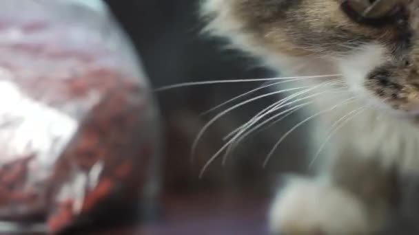 Przystojny Kot Zjada Suche Jedzenie Ulicy Młody Bezdomny Głodny Kotek — Wideo stockowe