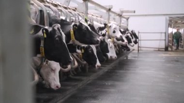 İnekler Süt Üretim Fabrikasında. Bir fabrika işçisi inekleri sağma işlemini makinede başlatıyor. Süt çiftliğinde inekleri sağmak için otomatik ekipman. Tarım işi. Modern çiftlik.