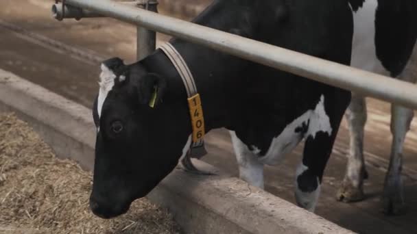 Samanları Sağan Ineklerin Olduğu Modern Çiftlik Ahırı Süt Çiftliğinde Beslenen — Stok video