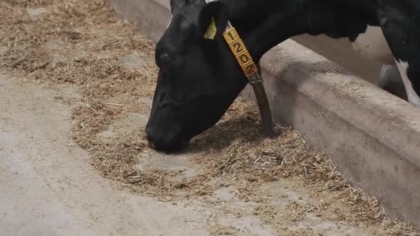 Celeiro Moderno Com Vacas Leiteiras Comendo Feno Vacas Que Alimentam — Vídeo de Stock