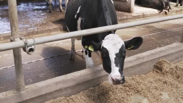 現代の農場の納屋で 搾乳牛が干し草を食べている 酪農場で牛の餌 牛は卑怯だ 農場での子牛の給餌 農場の家畜だ — ストック動画