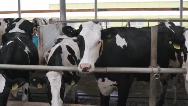 Modern Farm Barn Milking Cows Eating Hay Cows Feeding Dairy Stock Footage