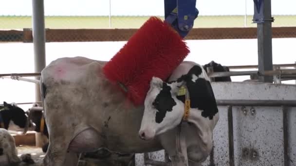 Автоматичне Обладнання Коров Ячого Саду Роботизована Щітка Очищення Шкіри Корови — стокове відео