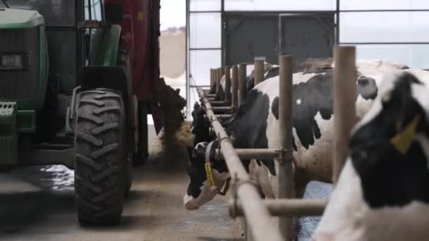 Сучасний Фермерський Сарай Доїнням Корів Їдять Сіно Корови Харчуються Молочною — стокове відео