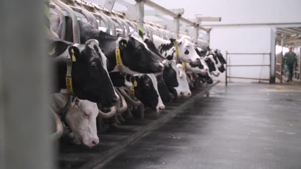 牛奶生产厂的奶牛 一位工厂工人在机器上给奶牛挤奶 奶牛场奶牛挤奶自动化设备 农业企业 现代农场 — 图库视频影像